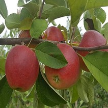 사과나무묘목 루비에스사과 R6 분묘 결실주