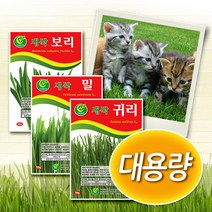 대용량 캣그라스씨앗 -밀 보리 귀리 새싹씨앗, 1개, 새싹보리 500g