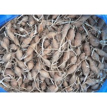 [종자용] 슈퍼아피오스 인디언감자 1kg