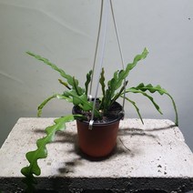 [공룡꽃식물원]생선뼈선인장 립살리스 쇼우 99, 1개