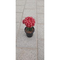 팅커벨 비모란선인장, 1개