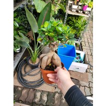 30~40cm 149 인삼펜더 팬다 중대품