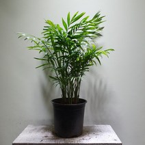 [나인에잇틴]테이블야자 중품 공기정화식물 79