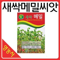 새싹메밀씨앗-새싹씨앗 어린잎채소 메밀 새싹재배기, 필수선택:베이비적로메인