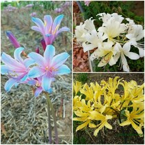 위도상사화5 연노랑상사화10 스프링게리5 묶음, 위도상사화5 연노랑10 스프링게리5