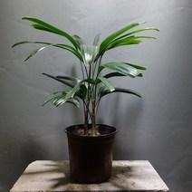 [공룡꽃식물원]관음죽 중품 공기정화 음지 89, 1개