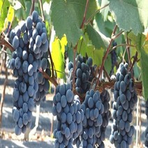 NM포도 나무 묘목 산머루 나무 묘목 3년생