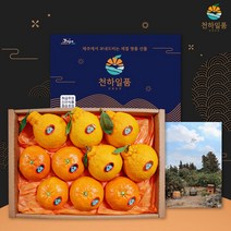 [명품패키지] 귤담원 레드향 한라봉 천혜향 명품 선물세트 3kg 5kg, 1박스, 08.한라봉 선물세트 5kg 대과(10-16과)