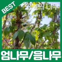 가시있는 엄나무(음나무)/가시없는 엄나무(음나무) 판매중, 가시없는 엄나무(음나무)1년생 포트묘 15cm