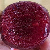 자연농원 피자두 묘목 최소구매2개, 피자두특묘