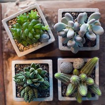 건강한 사무공간을 위한 시멘트 다육화분, 시멘트(s)-천대전금, 옵션선택