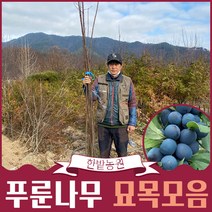 서양 자두 푸룬 나무 묘목 접목 1년생 슈가 프레지던트 롱존 마돈나 스텐레이, 04.마돈나