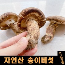 진심좋은 2023년 자연산 송이 버섯 자연 송이버섯 1kg, 1box, 가정용 480g