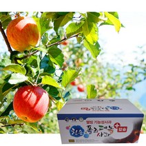 [GAP인증]청송 폴리페놀 사과선물세트_부사 4kg 9-10과, 단품