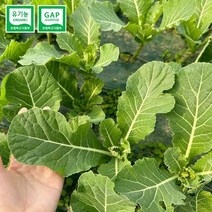 GAP 인증 저탄소 유기농 당일수확 모듬쌈채소 800g, 단품
