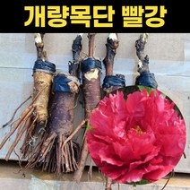 황칠나무 묘목 5개묶음 3년생 포트묘 약용수 황칠묘목