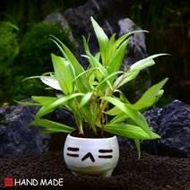 초보자도 키우기 쉬운 어항장식 포트수초 200종 모음, 126번 표정토분 라지하이