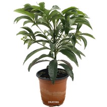 온정농원 만냥금 풍성한수형 공기정화식물 29cm, 1개