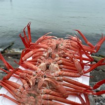 포항 구룡포 자숙 연지 홍게 붉은 대게 택배 박달 라면용 3kg 5kg, 3.연지홍게 프리미엄 3kg 수율70-90%