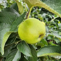 브랜드없음 [오늘신선] 경북 청송 시나노스위트 맛있는 사과 2.5kg 꼬마(12-15과내외), 단품없음