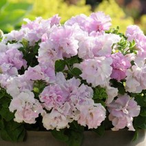 [초화]페츄니아(더블)-오키드미스트 : 화분지름9cm