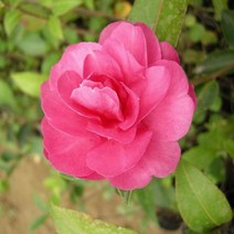 묘목/애기동백 삽목 2년/5주 G1025