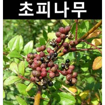 초피나무 실생2년(뿌리) 5개/나무 묘목/약용/특용수