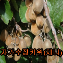 자가수정키위(제니)나무 접목1년특묘 나무 묘목 키위나무, 자가수정키위(솔리시모) 접목1년