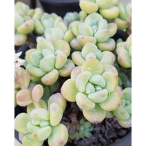 다육이식물 라울 화분 국민다육이 식물 키우기, A.40 특엽옥접