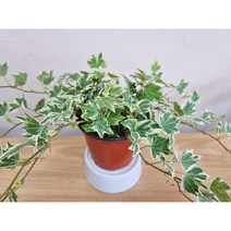 (꽃용) 수성 아이비 소품