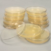배양 배지 (LB Agar Plate ＋ Amp)- 1개
