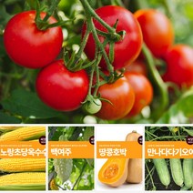 열매 채소 씨앗 모음 마이플랜트 강낭콩 와송 오이 호박 여주 고추 종자 베란다텃밭, 보라도리가지고추