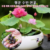 행운 수반 연꽃 수경식물 실내식물 연꽃 씨앗 희귀 미니 연꽃 재물운을 가져오는 연꽃 관상용 다양한 형태 아름다운 연꽃 행운 가득재물운 행복 피해 방지, 행운 수반 연꽃20톨×5봉지