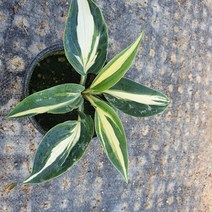 야생화피어나라플라워 무늬호스타(Timeless Beauty)