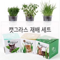 키우기쉬운 고양이풀 캣닢 재배 투명화분 세트