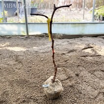 MBA 켐벨 가지포도 샤인머스켓 결실주 금강원예, MBA 머루포도