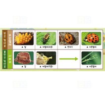 곤충의 한살이 1인/과학 실험 키트 교구 도구 만들기