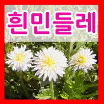 약초 산 나물 씨앗 더덕 우엉 잔대 냉이 도라지 고수 와송 맥문동 엉겅퀴 당귀 하수오 시호 신선초 황기 흰민들레 방풍 고들빼기 곤드레 곰취나물 방아 취나물 참나물 까마중 씨 모음, 18.하얀민들레씨 100립, 1개
