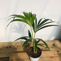 청년농부 초특가인기 구종 겐차야자 공기정화식물 인테리어식물