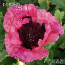 양귀비 꽃 숙근 입고 금강원예, 라즈베리퀸
