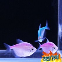 칼라테트라 [5마리]