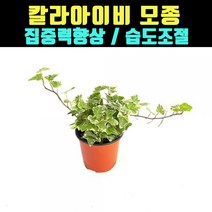 곰빵몰 칼라아이비 집중력향상 습도 실내공기정화식물