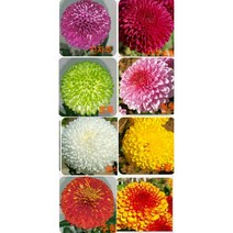 퐁퐁국화모종(폼폰)8종 1셋