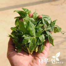 [나무인] 가시오가피 특묘(오갈피) 5그루, 5개
