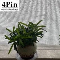 선쉐이드 차양막 그늘막 차광 흰색 방지 차양 그물 쉼터 야외 농업 정원 다육 식물 커버, 4Pin White+3mx6m