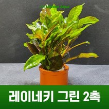 초보 수초 키우기 그린코리네 2촉, 단품