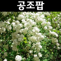 공조팝 나무 묘목 키1m(분) 5개/정원/공원/조경수