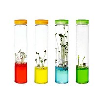 어린이 학습교구 식물도감 야채키우기 식물키우기 초등학습 생물도감, 브로콜리