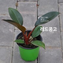 레드콩고, 1개