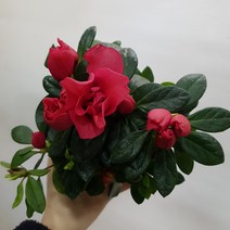콩플라워 철쭉 미션